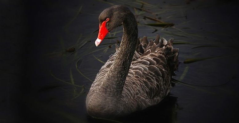 Black-Swan-Events